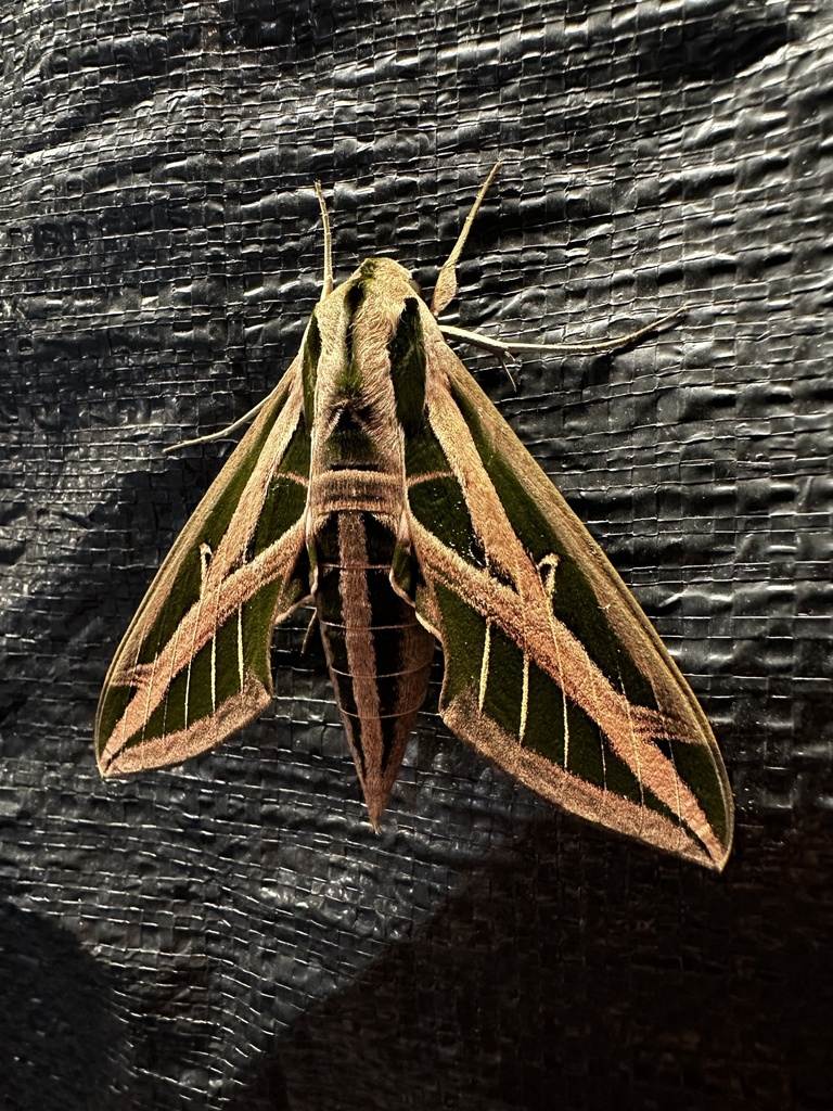 Banded Sphinx from Cabin Creek Dr, Houston, TX, US on April 7, 2024 at ...