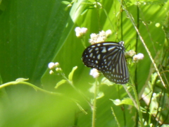 Ideopsis vulgaris macrina