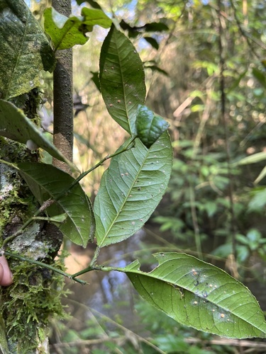 Foto de limão-cravo