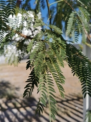 Leucaena diversifolia