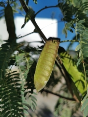 Leucaena diversifolia