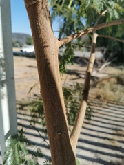 Leucaena diversifolia