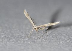 Platyptilia celidotus
