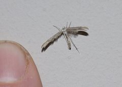 Platyptilia celidotus
