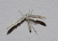 Platyptilia celidotus