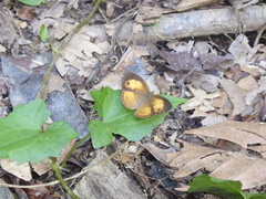 Mycalesis anapita