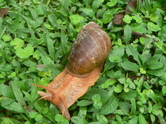 Megalobulimus popelairianus