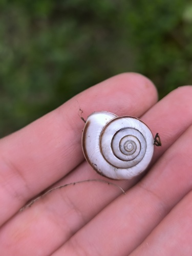 Fruticocampylaea narzanensis observed 2024-05-27