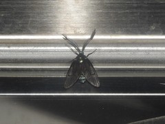 Zama nigrigemma