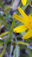 Balaustium