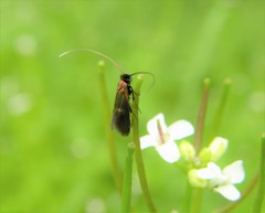 Cauchas rufimitrella
