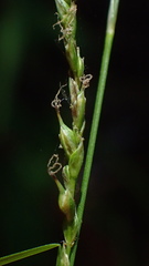 Carex hendersonii