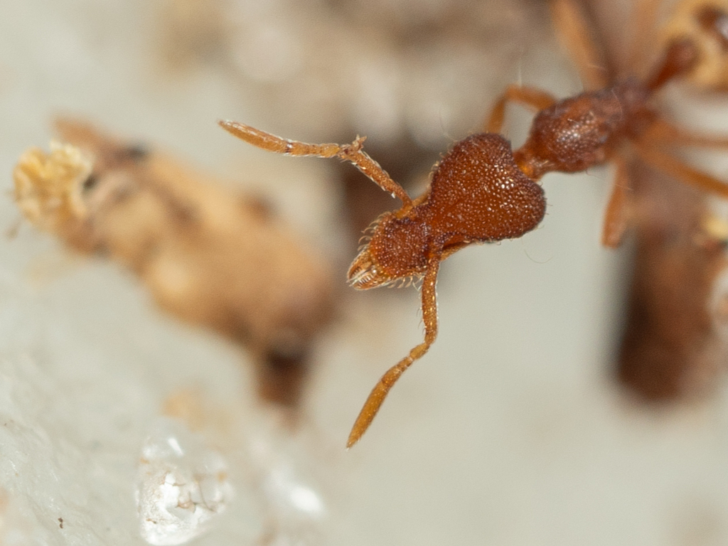 Mole Mustache Ant