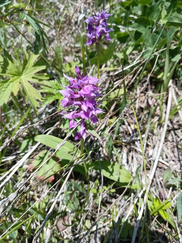 Image of Dactylorhiza aristata by (c) Вячеслав Пискарев, some rights reserved (CC BY)