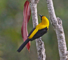 Yellow-Backed Oriole photo 3