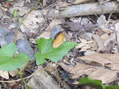 Mycalesis anapita