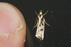 Epithymema incomposita