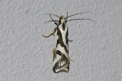 Epithymema incomposita