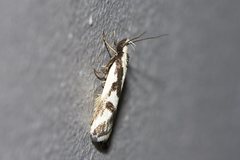 Epithymema incomposita