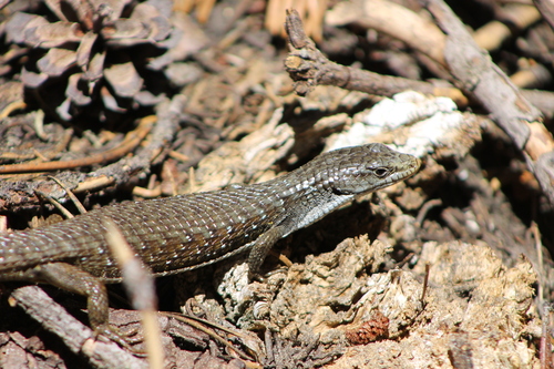 iNaturalist observation photo of Northern Alligator Lizard