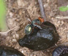 Senopterina caerulescens