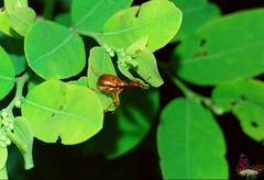 Attelabidae