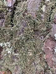 Cladonia cylindrica