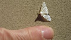 Palpita margaritacea