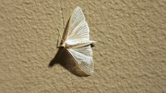 Palpita margaritacea