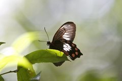 Pachliopta polydorus