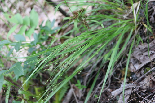 Image of Dichanthelium linearifolium by (c) Henry "Nick" Robertson, some rights reserved (CC BY-SA)
