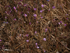 Clarkia rubicunda