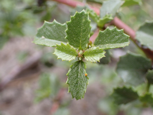 Image of Ceanothus pinetorum by (c) Ryan Donnelly, some rights reserved (CC BY)