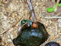 Senopterina caerulescens