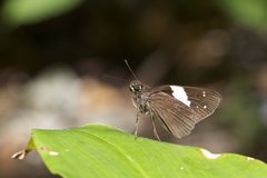 Notocrypta waigensis