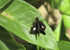 Sabera caesina