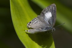 Hypolycaena phorbas