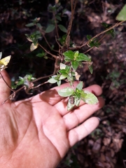 Octotoma marginicollis