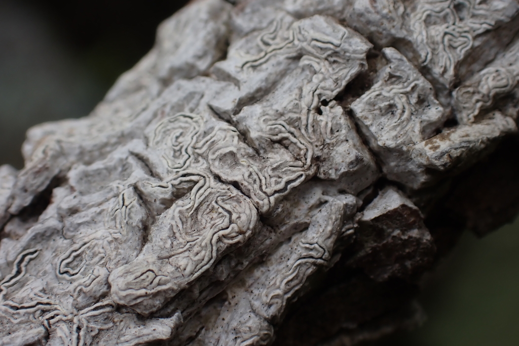 Anomomorpha