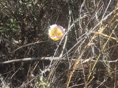 Calochortus plummerae