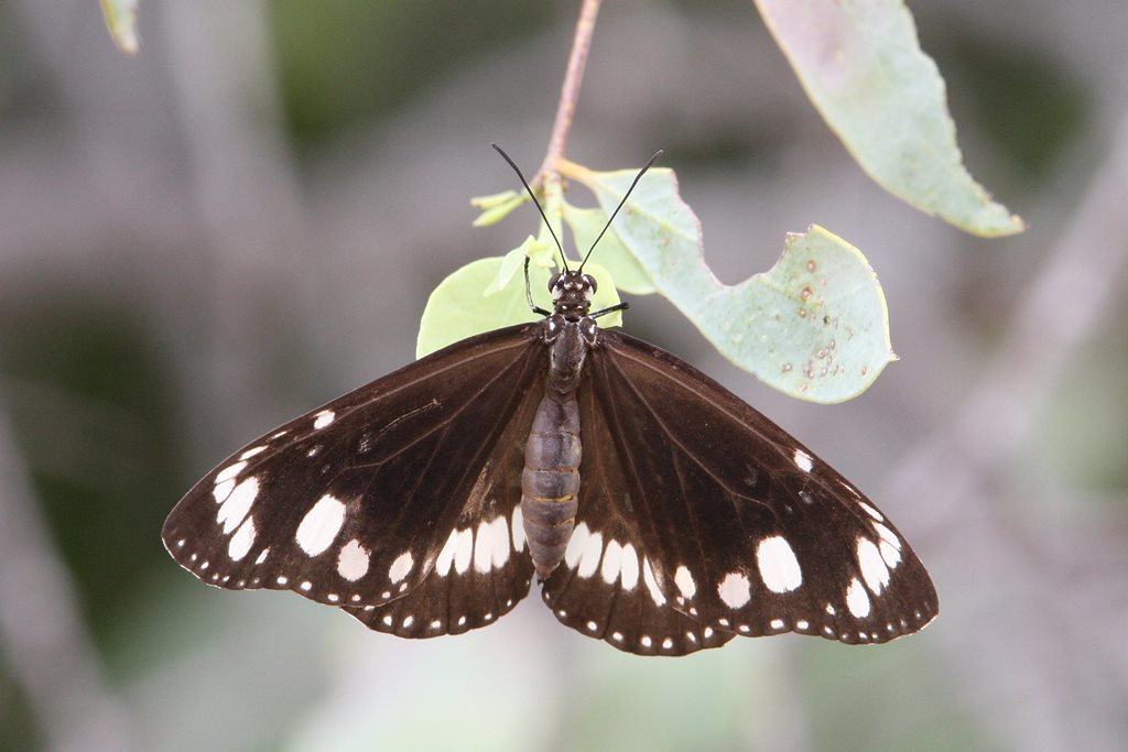 Australian Common Crow