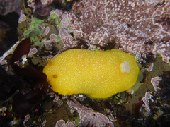 Doriopsilla albopunctata