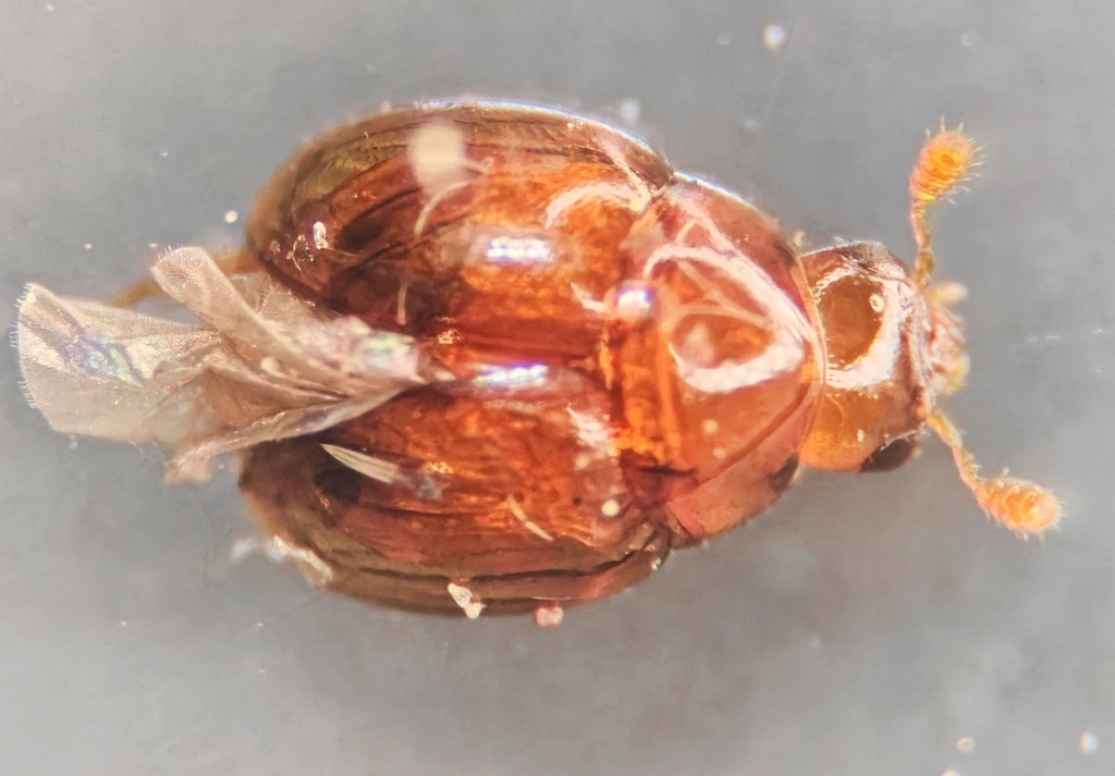 Cyrtusa
