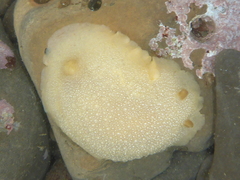 Doriopsilla albopunctata