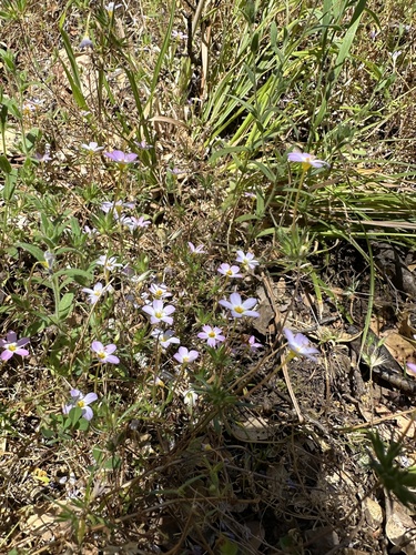 Multi-branched Leptosiphon (Leptosiphon ramosissimus)