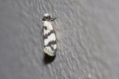 Lepidoscia characota