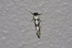 Lepidoscia characota