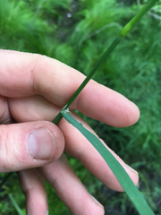 Torreyochloa pallida
