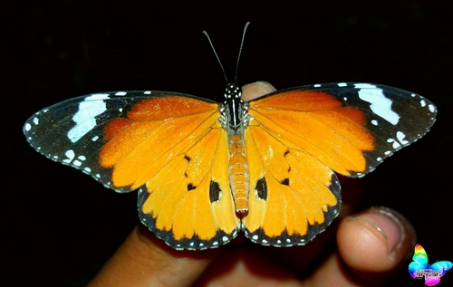 Plain Tiger Butterfly