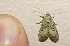 Heteromicta tripartitella